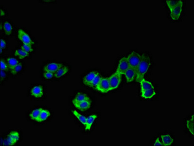 Immunofluorescent analysis of HepG2 cells using CSB-PA643571LA01HU at dilution of 1:100 and Alexa Fluor 488-congugated AffiniPure Goat Anti-Rabbit IgG(H+L)