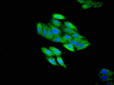 Immunofluorescent analysis of HepG2 cells using CSB-PA702134LA01HU at dilution of 1:100 and Alexa Fluor 488-congugated AffiniPure Goat Anti-Rabbit IgG(H+L)
