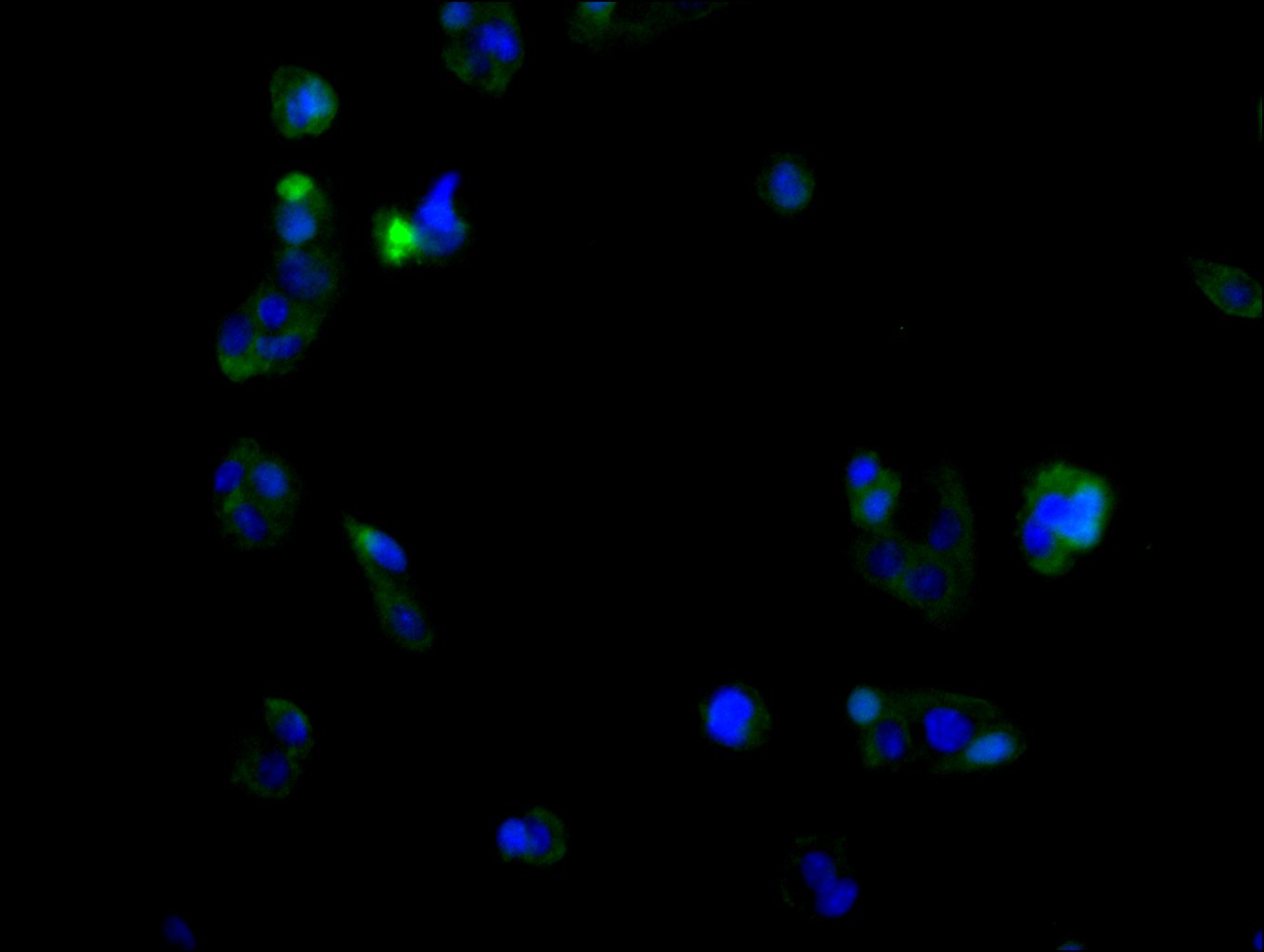 Immunofluorescent analysis of HepG2 cells using CSB-PA737873LA01HU at dilution of 1:100 and Alexa Fluor 488-congugated AffiniPure Goat Anti-Rabbit IgG(H+L)