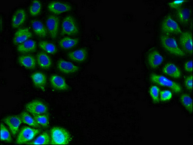 Immunofluorescent analysis of A549 cells using CSB-PA754239LA01HU at dilution of 1:100 and Alexa Fluor 488-congugated AffiniPure Goat Anti-Rabbit IgG(H+L)