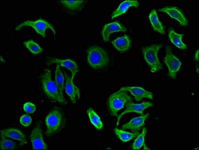 Immunofluorescent analysis of A549 cells using CSB-PA754242LA01HU at dilution of 1:100 and Alexa Fluor 488-congugated AffiniPure Goat Anti-Rabbit IgG(H+L)