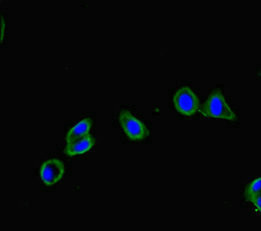 Immunofluorescent analysis of HepG2 cells using CSB-PA773602LA01HU at dilution of 1:100 and Alexa Fluor 488-congugated AffiniPure Goat Anti-Rabbit IgG(H+L)