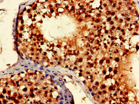 Immunohistochemistry of paraffin-embedded human testis tissue using CSB-PA801231LA01HU at dilution of 1:100