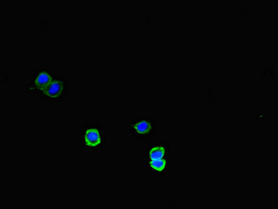 Immunofluorescent analysis of HepG2 cells using CSB-PA822242LA01HU at dilution of 1:100 and Alexa Fluor 488-congugated AffiniPure Goat Anti-Rabbit IgG(H+L)