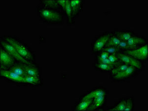 Immunofluorescent analysis of HepG2 cells using CSB-PA823452LA01HU at dilution of 1:100 and Alexa Fluor 488-congugated AffiniPure Goat Anti-Rabbit IgG(H+L)