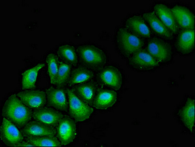 Immunofluorescent analysis of A549 cells using CSB-PA836235LA01HU at dilution of 1:100 and Alexa Fluor 488-congugated AffiniPure Goat Anti-Rabbit IgG(H+L)