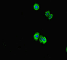 Immunofluorescent analysis of HepG2 cells using CSB-PA836247LA01HU at dilution of 1:100 and Alexa Fluor 488-congugated AffiniPure Goat Anti-Rabbit IgG(H+L)