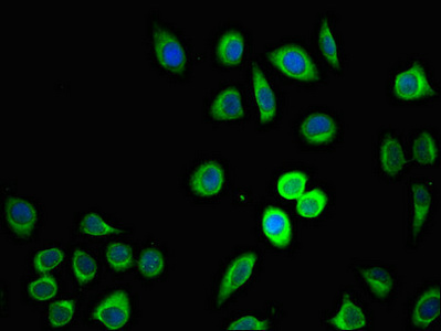 Immunofluorescent analysis of A549 cells using CSB-PA837848LA01HU at dilution of 1:100 and Alexa Fluor 488-congugated AffiniPure Goat Anti-Rabbit IgG(H+L)