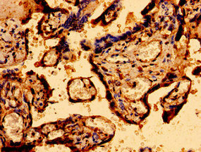 Immunohistochemistry of paraffin-embedded human placenta tissue using CSB-PA847694LA01HU at dilution of 1:100
