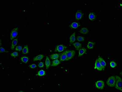 Immunofluorescent analysis of PC-3 cells using CSB-PA850263LA01HU at dilution of 1:100 and Alexa Fluor 488-congugated AffiniPure Goat Anti-Rabbit IgG(H+L)