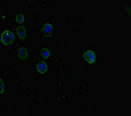 Immunofluorescence(IF) - SMAD5 Antibody