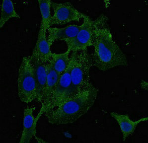 Immunofluorescent analysis of Hela cells using CSB-PA861122LA01HU at dilution of 1:100 and Alexa Fluor 488-congugated AffiniPure Goat Anti-Rabbit IgG(H+L)