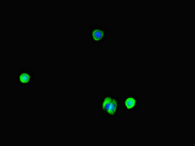 Immunofluorescent analysis of MCF-7 cells using CSB-PA861133HA01HU at dilution of 1:100 and Alexa Fluor 488-congugated AffiniPure Goat Anti-Rabbit IgG(H+L)