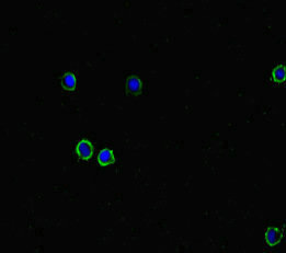 Immunofluorescence(IF) - DPH7 Antibody