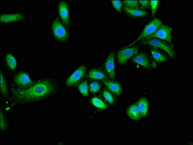 Immunofluorescent analysis of HepG2 cells using CSB-PA866336LA01HU at dilution of 1:100 and Alexa Fluor 488-congugated AffiniPure Goat Anti-Rabbit IgG(H+L)