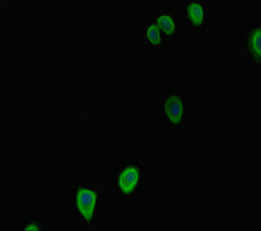 Immunofluorescence(IF) - G6PC2 Antibody