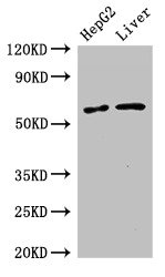 Western Blot Positive WB detected in: HepG2 whole cell lysate, Mouse liver tissue All lanes: SLC2A9 antibody at 2.7microg/ml Secondary Goat polyclonal to rabbit IgG at 1/50000 dilution Predicted band size: 59, 56 kDa Observed band size: 59 kDa