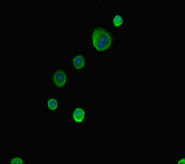 Immunofluorescent analysis of MCF-7 cells using CSB-PA875651LA01HU at dilution of 1:100 and Alexa Fluor 488-congugated AffiniPure Goat Anti-Rabbit IgG(H+L)