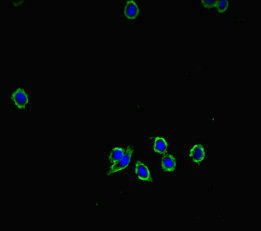 Immunofluorescence staining of HepG2 cells with CSB-PA875681LA01HU at 1:333, counter-stained with DAPI. The cells were fixed in 4% formaldehyde, permeabilized using 0.2% Triton X-100 and blocked in 10% normal Goat Serum. The cells were then incubated with the antibody overnight at 4°C. The secondary antibody was Alexa Fluor 488-congugated AffiniPure Goat Anti-Rabbit IgG(H+L). Immunofluorescence staining of HepG2 cells with CSB-PA875681LA01HU at 1:333, counter-stained with DAPI. The cells were fixed in 4% formaldehyde, permeabilized using 0.2% Triton X-100 and blocked in 10% normal Goat Serum. The cells were then incubated with the antibody overnight at 4°C. The secondary antibody was Alexa Fluor 488-congugated AffiniPure Goat Anti-Rabbit IgG(H+L).