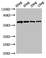 Western Blot Positive WB detected in Recombinant protein All lanes: PCNA antibody at 2.4microg/ml Secondary Goat polyclonal to rabbit IgG at 1/50000 dilution Predicted band size: 59 kDa Observed band size: 59 kDa Western Blot Positive WB detected in Recombinant protein All lanes: PCNA antibody at 2.4microg/ml Secondary Goat polyclonal to rabbit IgG at 1/50000 dilution Predicted band size: 59 kDa Observed band size: 59 kDa