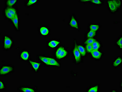 Immunofluorescent analysis of HepG2 cells using CSB-PA883400LA01HU at dilution of 1:100 and Alexa Fluor 488-congugated AffiniPure Goat Anti-Rabbit IgG(H+L)