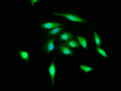 Immunofluorescence staining of Hela cells with CSB-PA002288HA01HU at 1:400, counter-stained with DAPI. The cells were fixed in 4% formaldehyde, permeabilized using 0.2% Triton X-100 and blocked in 10% normal Goat Serum. The cells were then incubated with the antibody overnight at 4°C. The secondary antibody was Alexa Fluor 488-congugated AffiniPure Goat Anti-Rabbit IgG(H+L).