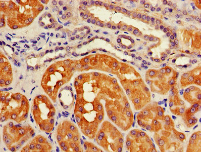 IHC image of CSB-PA002288HA01HU diluted at 1:1200 and staining in paraffin-embedded human kidney tissue performed on a Leica BondTM system. After dewaxing and hydration, antigen retrieval was mediated by high pressure in a citrate buffer (pH 6.0). Section was blocked with 10% normal goat serum 30min at RT. Then primary antibody (1% BSA) was incubated at 4°C overnight. The primary is detected by a biotinylated secondary antibody and visualized using an HRP conjugated SP system.
