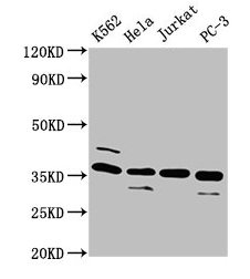 Western Blot Positive WB detected in: K562 whole cell lysate, Hela whole cell lysate, Jurkat whole cell lysate, PC-3 whole cell lysate All lanes: ATG3 antibody at 4microg/ml Secondary Goat polyclonal to rabbit IgG at 1/50000 dilution Predicted band size: 36 kDa Observed band size: 36 kDa