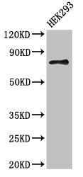 Western Blotting(WB) - ATG7 Antibody