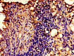 CSB-PA002470LA01HU