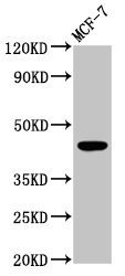 Western Blot Positive WB detected in: MCF-7 whole cell lysate All lanes: BDKRB2 antibody at 4.2microg/ml Secondary Goat polyclonal to rabbit IgG at 1/50000 dilution Predicted band size: 45, 42 kDa Observed band size: 45 kDa