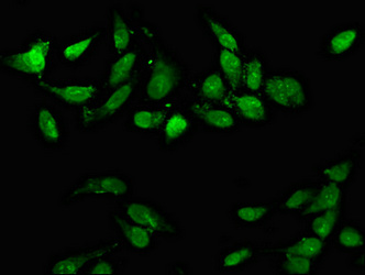 Immunofluorescence staining of Hela cells with CSB-PA004932LA01HU at 1:66, counter-stained with DAPI. The cells were fixed in 4% formaldehyde, permeabilized using 0.2% Triton X-100 and blocked in 10% normal Goat Serum. The cells were then incubated with the antibody overnight at 4°C. The secondary antibody was Alexa Fluor 488-congugated AffiniPure Goat Anti-Rabbit IgG(H+L).
