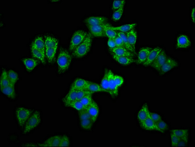 Immunofluorescence staining of HepG2 cells with CSB-PA005913LA01HU at 1:100, counter-stained with DAPI. The cells were fixed in 4% formaldehyde, permeabilized using 0.2% Triton X-100 and blocked in 10% normal Goat Serum. The cells were then incubated with the antibody overnight at 4°C. The secondary antibody was Alexa Fluor 488-congugated AffiniPure Goat Anti-Rabbit IgG(H+L).