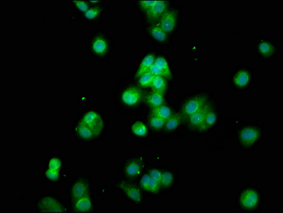 Immunofluorescence(IF) - CYP8B1 Antibody