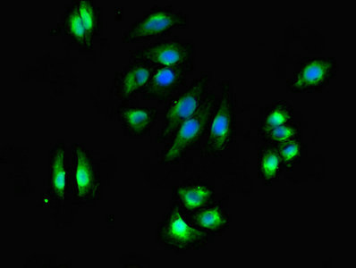 Immunofluorescent analysis of A549 cells using CSB-PA006860LA01HU at dilution of 1:100 and Alexa Fluor 488-congugated AffiniPure Goat Anti-Rabbit IgG(H+L)