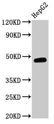Western Blot Positive WB detected in: HepG2 whole cell lysate All lanes: DNAJB5 antibody at 3.2microg/ml Secondary Goat polyclonal to rabbit IgG at 1/50000 dilution Predicted band size: 40, 48, 52 kDa Observed band size: 48 kDa