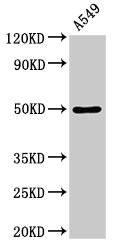 CSB-PA007178LA01HU