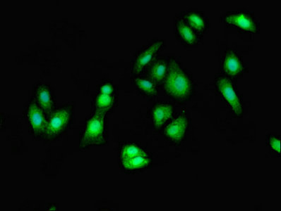 Immunofluorescent analysis of HepG2 cells using CSB-PA007434LA01HU at dilution of 1:100 and Alexa Fluor 488-congugated AffiniPure Goat Anti-Rabbit IgG(H+L)