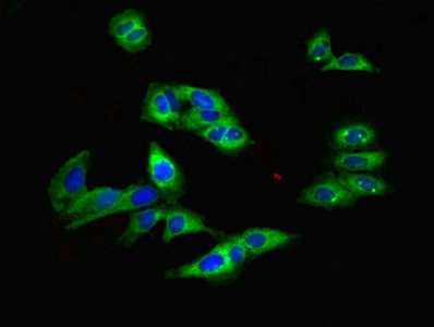 Immunofluorescent analysis of Hela cells using CSB-PA007779LA01HU at dilution of 1:100 and Alexa Fluor 488-congugated AffiniPure Goat Anti-Rabbit IgG(H+L)