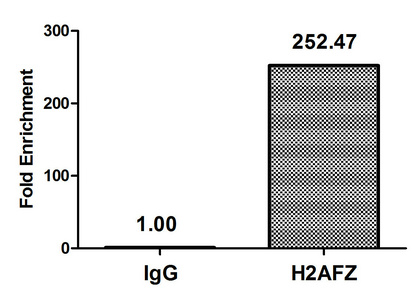 Chromatin Immunoprecipitation Hela (4*106, treated with 30mM sodium butyrate for 4h) were treated with Micrococcal Nuclease, sonicated, and immunoprecipitated with 8microg anti-H2AFZ (CSB-PA010100PA11acHU) or a control normal rabbit IgG. The resulting ChIP DNA was quantified using real-time PCR with primers against the beta-Globin promoter.