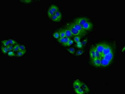 Immunofluorescence(IF) 2- HAVCR2 Antibody