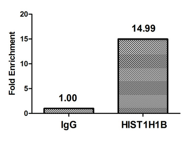 Chromatin Immunoprecipitation Hela (4*106, treated with 100nM calyculin A for 60min) were treated with Micrococcal Nuclease, sonicated, and immunoprecipitated with 5microg anti-HIST1H1B (CSB-PA010377PA154phHU) or a control normal rabbit IgG. The resulting ChIP DNA was quantified using real-time PCR with primers against the beta-Globin promoter.