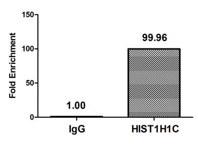 Chromatin Immunoprecipitation(ChIP) - HIST1H1C (Ab-45) Antibody