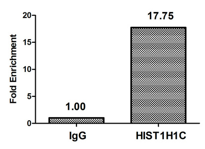 Chromatin Immunoprecipitation(ChIP) - Acetyl-HIST1H1C (K62) Antibody