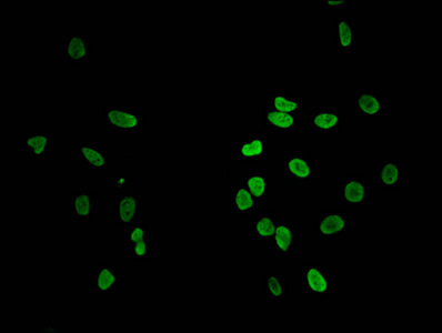 Immunofluorescence(IF) - HIST1H1C (Ab-96) Antibody