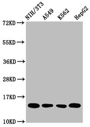 Western Blot Positive WB detected in: NIH/3T3 whole cell lysate, A549 whole cell lysate, K562 whole cell lysate, HepG2 whole cell lysate All lanes: HIST1H2AG antibody at 1microg/ml Secondary Goat polyclonal to rabbit IgG at 1/50000 dilution Predicted band size: 15 kDa Observed band size: 15 kDa Western Blot Positive WB detected in: NIH/3T3 whole cell lysate, A549 whole cell lysate, K562 whole cell lysate, HepG2 whole cell lysate All lanes: HIST1H2AG antibody at 1microg/ml Secondary Goat polyclonal to rabbit IgG at 1/50000 dilution Predicted band size: 15 kDa Observed band size: 15 kDa
