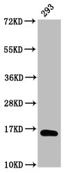 Western Blot Positive WB detected in: 293 whole cell lysate (treated with 30mM sodium butyrate for 4h) All lanes: HIST1H3A antibody at 1microg/ml Secondary Goat polyclonal to rabbit IgG at 1/50000 dilution Predicted band size: 16 kDa Observed band size: 16 kDa Western Blot Positive WB detected in: 293 whole cell lysate (treated with 30mM sodium butyrate for 4h) All lanes: HIST1H3A antibody at 1microg/ml Secondary Goat polyclonal to rabbit IgG at 1/50000 dilution Predicted band size: 16 kDa Observed band size: 16 kDa