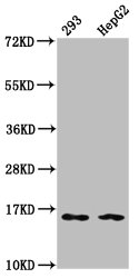 Western Blot Positive WB detected in: 293 whole cell lysate, HepG2 whole cell lysate All lanes: HIST1H3A antibody at 0.16microg/ml Secondary Goat polyclonal to rabbit IgG at 1/50000 dilution Predicted band size: 16 kDa Observed band size: 16 kDa Western Blot Positive WB detected in: 293 whole cell lysate, HepG2 whole cell lysate All lanes: HIST1H3A antibody at 0.16microg/ml Secondary Goat polyclonal to rabbit IgG at 1/50000 dilution Predicted band size: 16 kDa Observed band size: 16 kDa