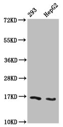 Western Blot Positive WB detected in: 293 whole cell lysate, HepG2 whole cell lysate (treated with 30mM sodium butyrate for 4h) All lanes: HIST1H3A antibody at 1.2microg/ml Secondary Goat polyclonal to rabbit IgG at 1/50000 dilution Predicted band size: 16 kDa Observed band size: 16 kDa Western Blot Positive WB detected in: 293 whole cell lysate, HepG2 whole cell lysate (treated with 30mM sodium butyrate for 4h) All lanes: HIST1H3A antibody at 1.2microg/ml Secondary Goat polyclonal to rabbit IgG at 1/50000 dilution Predicted band size: 16 kDa Observed band size: 16 kDa