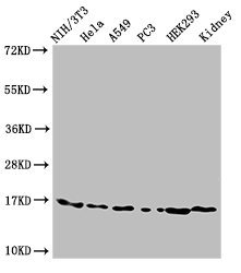 Western Blot Positive WB detected in: NIH/3T3 cell acid extracts, Hela cell acid extracts, A549 cell acid extracts, PC-3 cell acid extracts, HEK293 cell acid extracts, Mouse kidney tissue All lanes: HIST1H3A antibody at 3microg/ml Secondary Goat polyclonal to rabbit IgG at 1/50000 dilution Predicted band size: 16 kDa Observed band size: 16 kDa Western Blot Positive WB detected in: NIH/3T3 cell acid extracts, Hela cell acid extracts, A549 cell acid extracts, PC-3 cell acid extracts, HEK293 cell acid extracts, Mouse kidney tissue All lanes: HIST1H3A antibody at 3microg/ml Secondary Goat polyclonal to rabbit IgG at 1/50000 dilution Predicted band size: 16 kDa Observed band size: 16 kDa